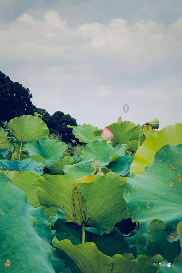 拯救精灵的土地10